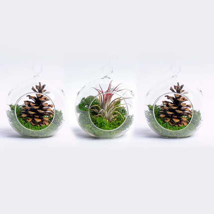 Bola de Navidad de vidrio - Tillandsia y musgo de reno