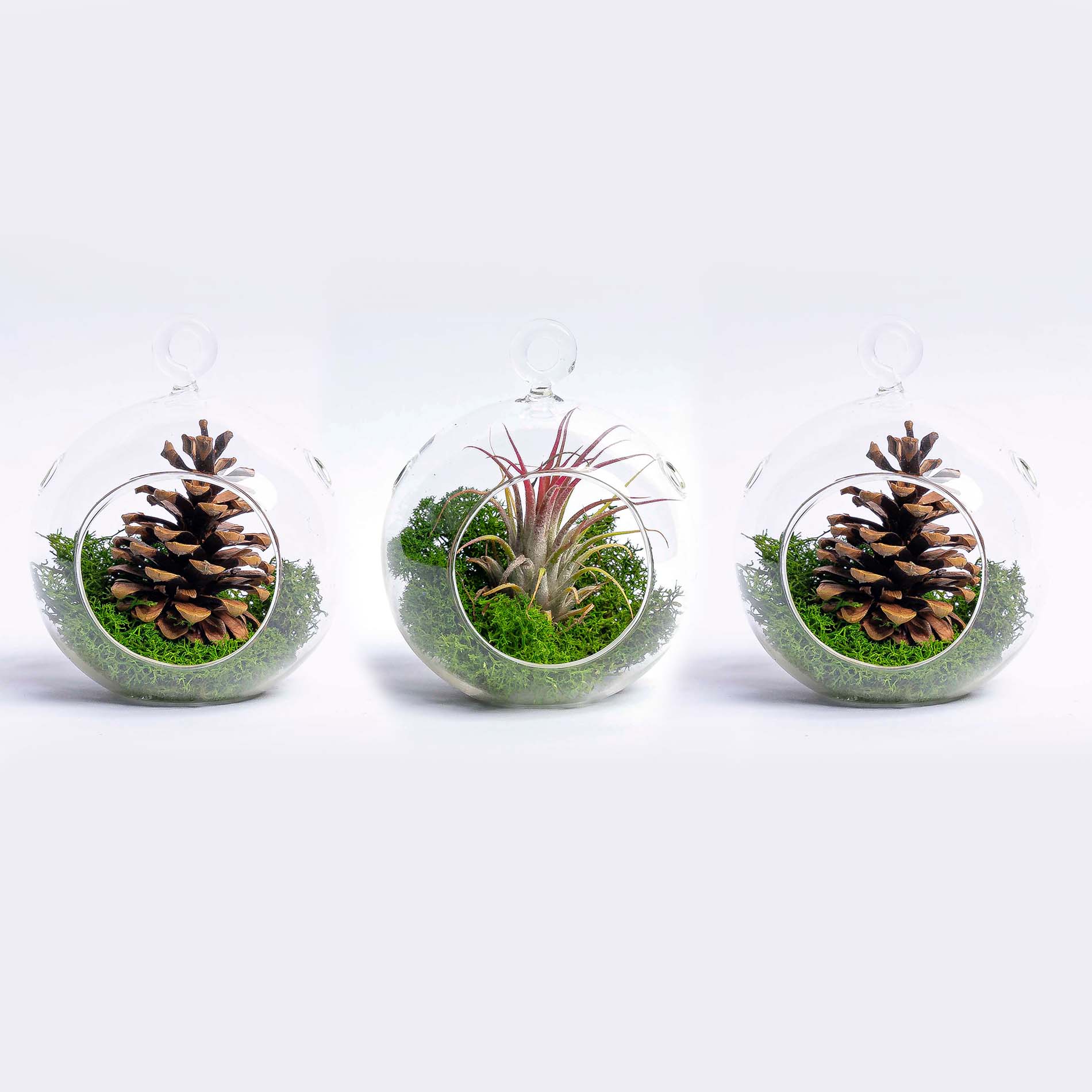 glass balls for air plants Glass Christmas Ball