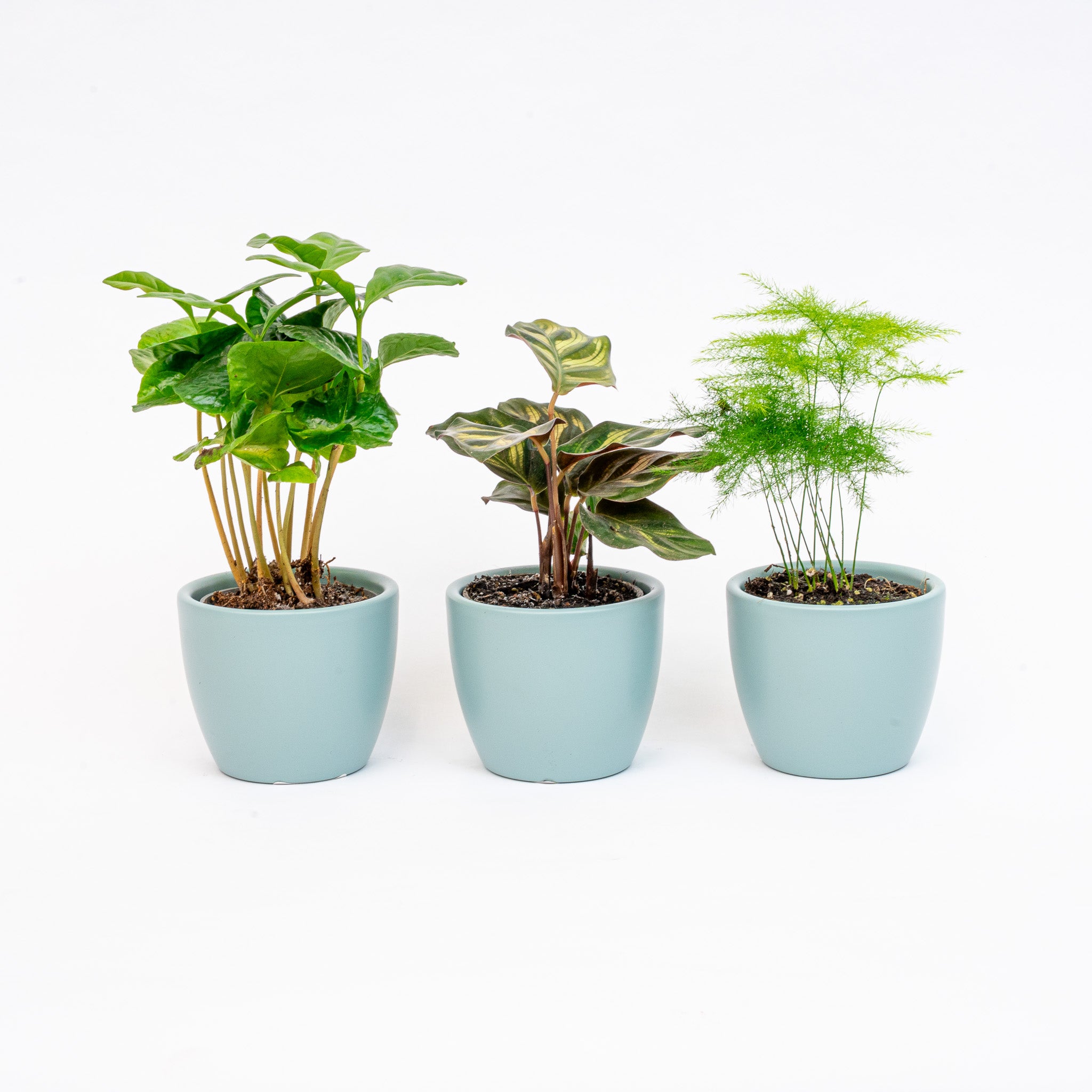 indoor plants with pots online Mini Plant Set of 3 with Pots