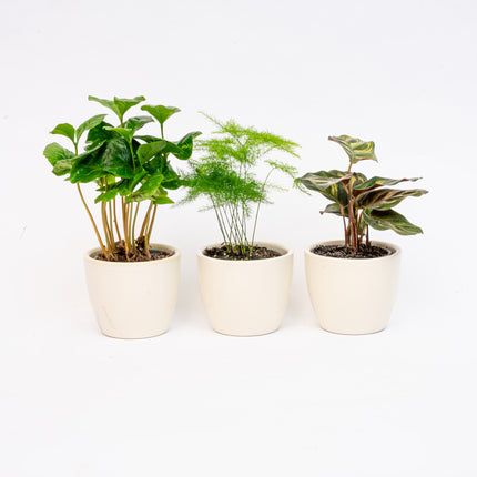 Plant set of 3 with mini pot - Blue/white - Plant mix - Ø 6 cm