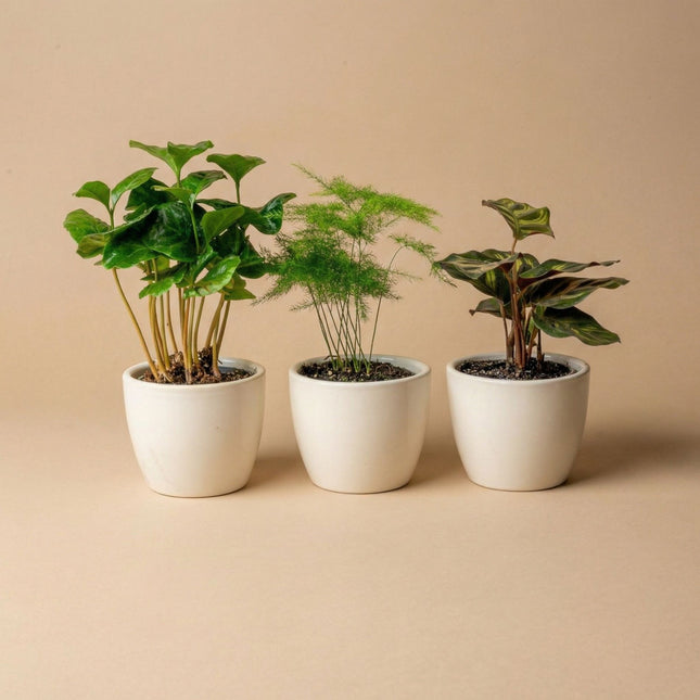 plants for tiny pots indoor Mini Plant Set of 3 with Pots