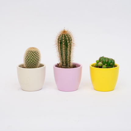 Plant set of 3 with mini pot - Pastel Spring - Succulent mix - Ø 6 cm