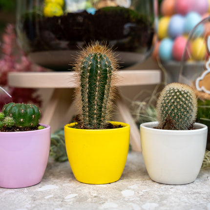 Plant set of 3 with mini pot - Pastel Spring - Succulent mix - Ø 6 cm