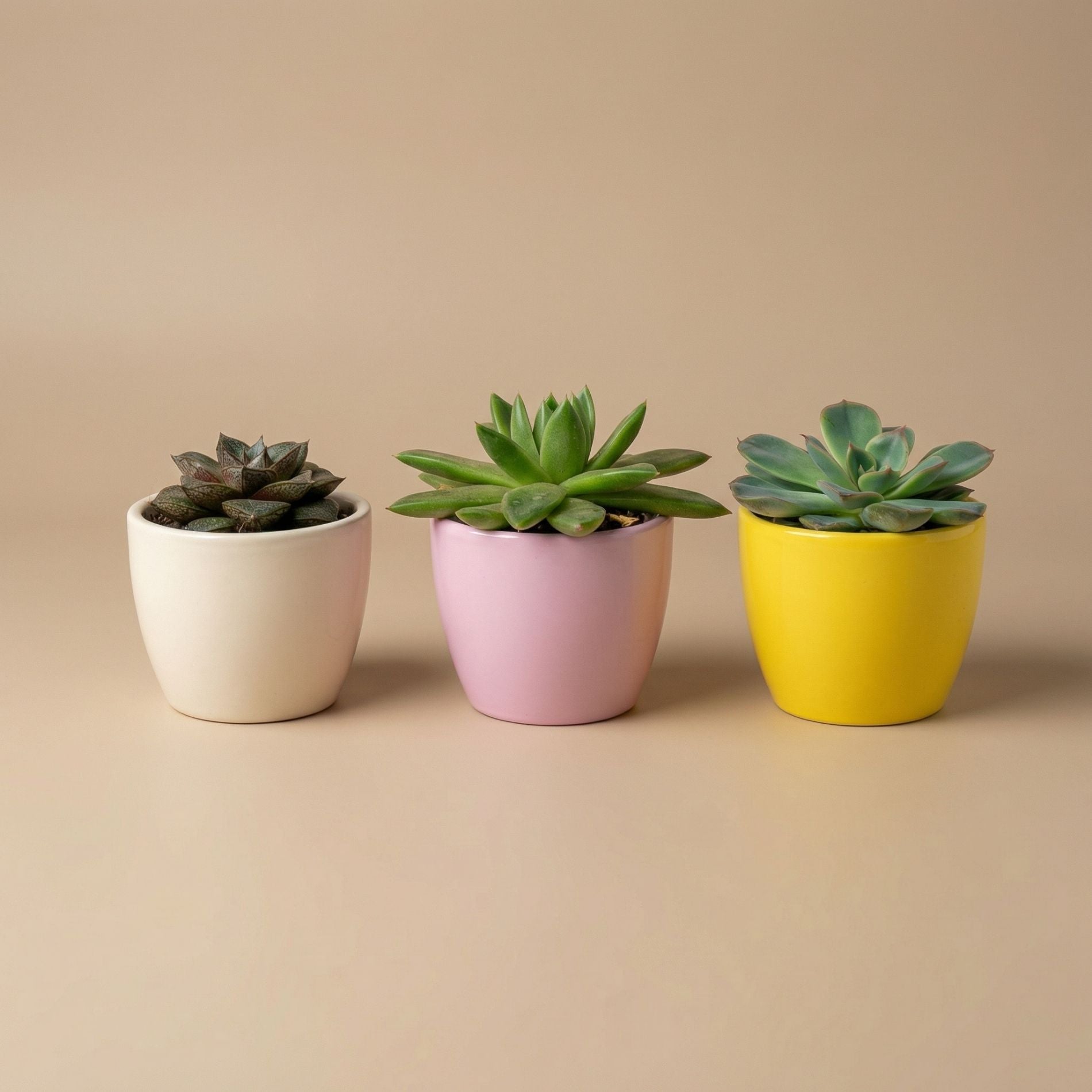 cute mini plant pots Mini Plant Set of 3 with colorful Pots