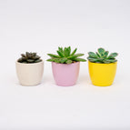Succulent mix