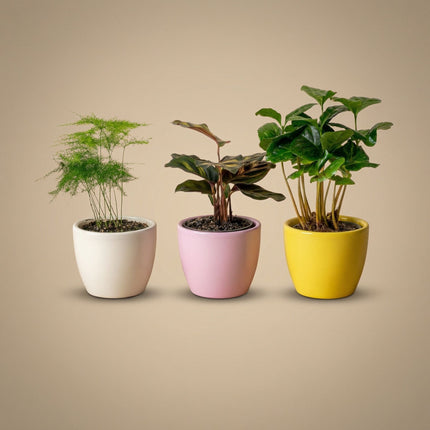 Plant set of 3 with mini pot - Pastel Spring - Succulent mix - Ø 6 cm