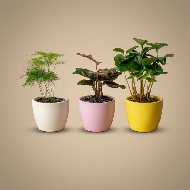 bright coloured indoor plant pots Mini Plant Set of 3 with colorful Pots