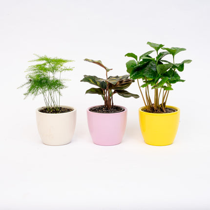 Plant set of 3 with mini pot - Pastel Spring - Succulent mix - Ø 6 cm