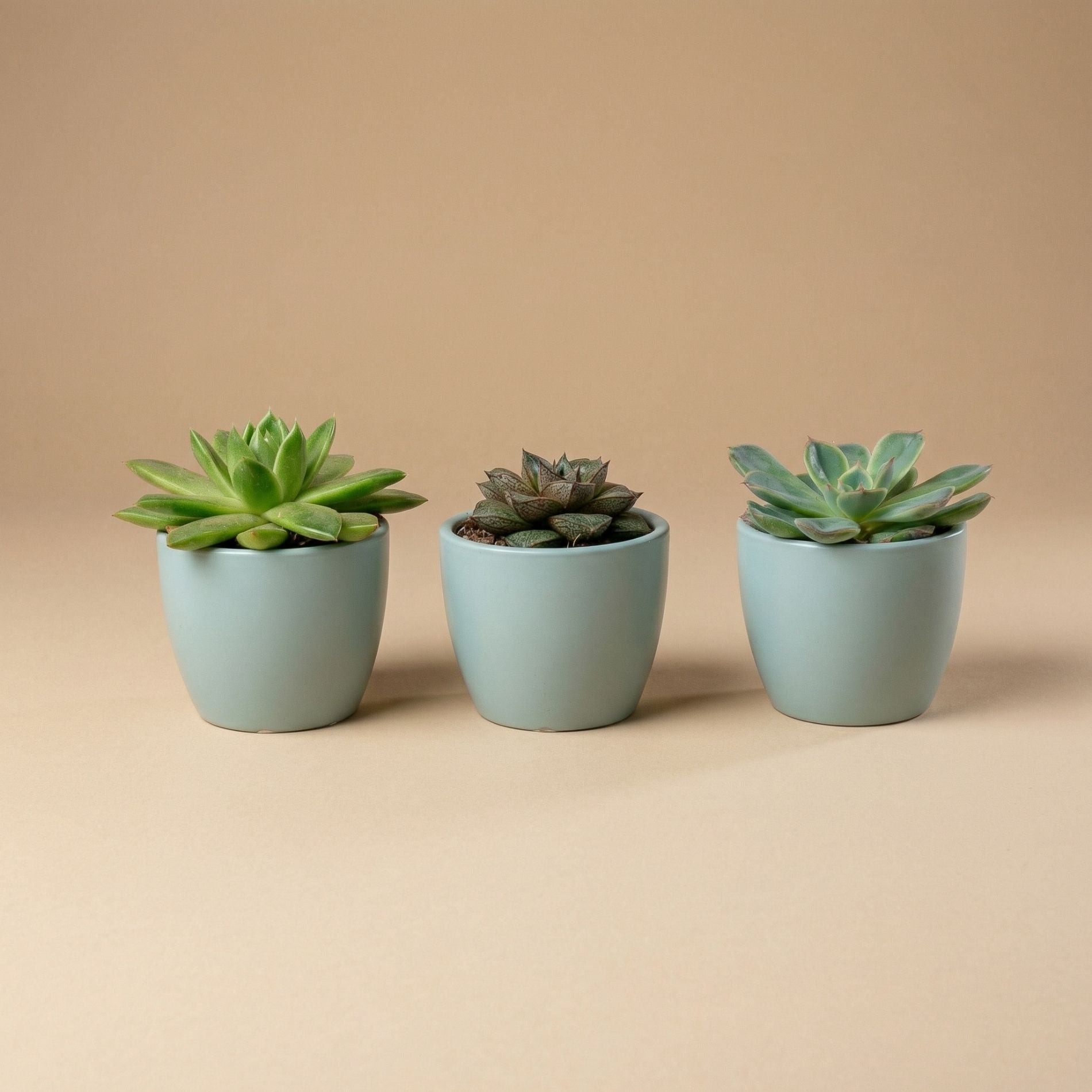 6 cm plant pots Mini Plant Set of 3 with Pot