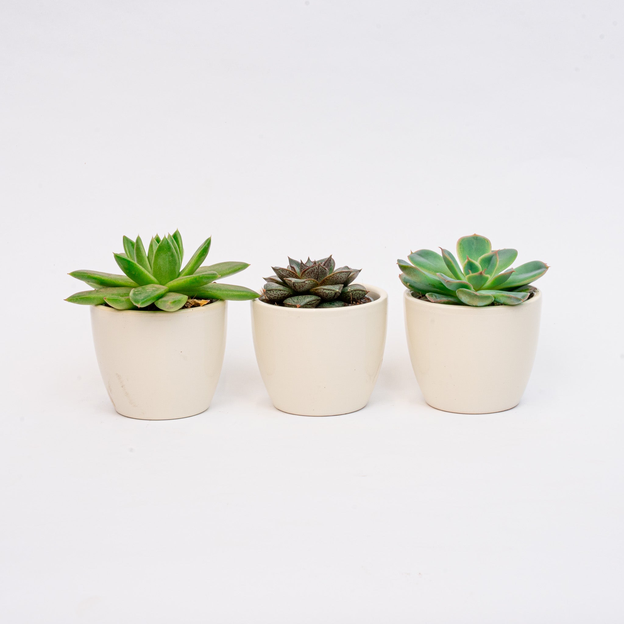 mini succulents pots Mini Plant Set of 3 with Pot