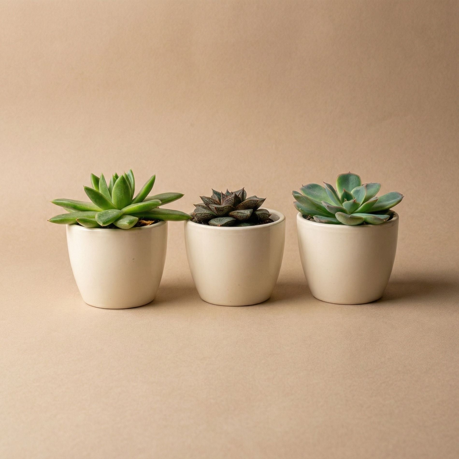 succulent plant set Mini Plant Set of 3 with Pot