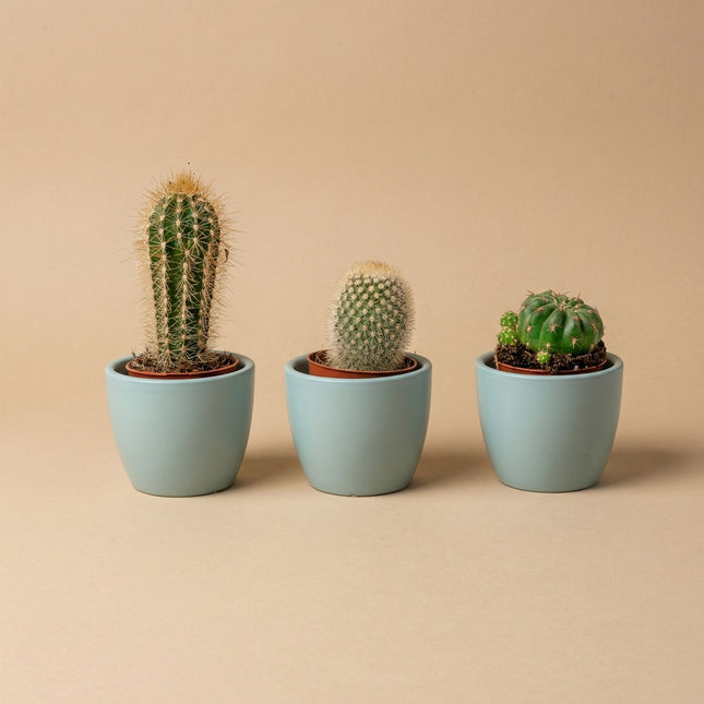 three plant pots Mini Plant Set of 3 with Pot