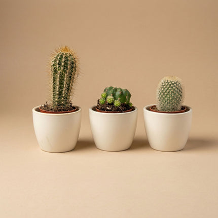 small plant pots for cactus Mini Plant Set of 3 with Pot