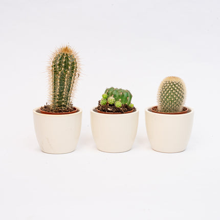 Plant set of 3 with mini pot - Blue/white - Mixed Cacti - Ø 6 cm