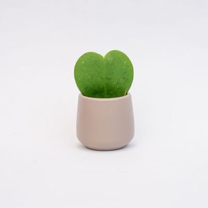 Joey - Mini plantenpot - Grijs mat - Ø 6 cm ↑ 6 cm