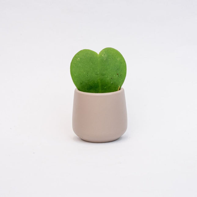 Joey - Mini Plant Pot - Grey matte - Ø 6 cm ↑ 6 cm