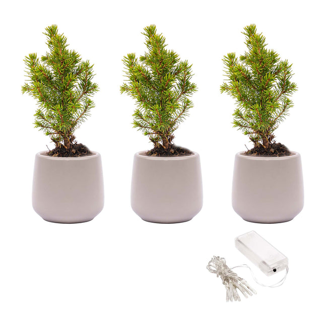 Mini-Weihnachtsbaum-Set 3 - Inklusive 3x Topf Joey Grau + 20 LED-Lichter
