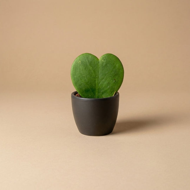 Anthrazit Matt - Mini Pflanzentopf - Kugeltopf Anthrazit - Ø 6 cm ↑ 6 cm
