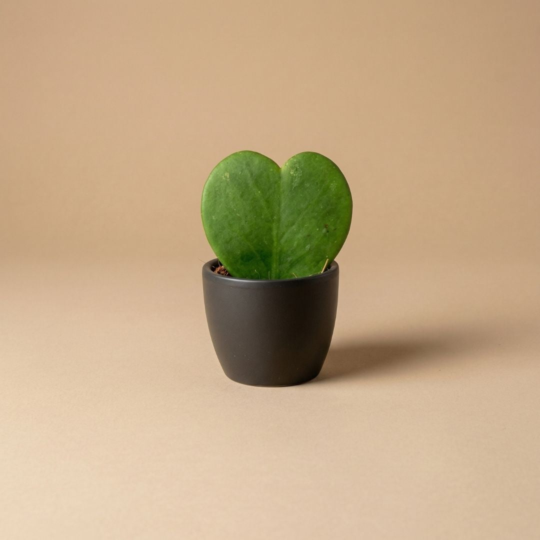 6 cm plant pots Mini ceramic anthracite pot for mini plants