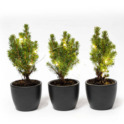 Mini Christmas tree set 3 - includes Boule Anthracite pot + 20 LED lights