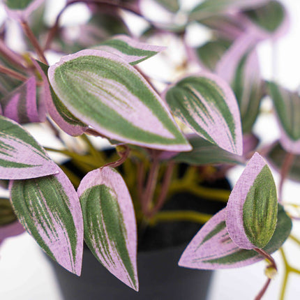 Tradescantia - Hängepflanze im Topf - Kunstpflanze - Grün/Lila - ↑ 19 cm