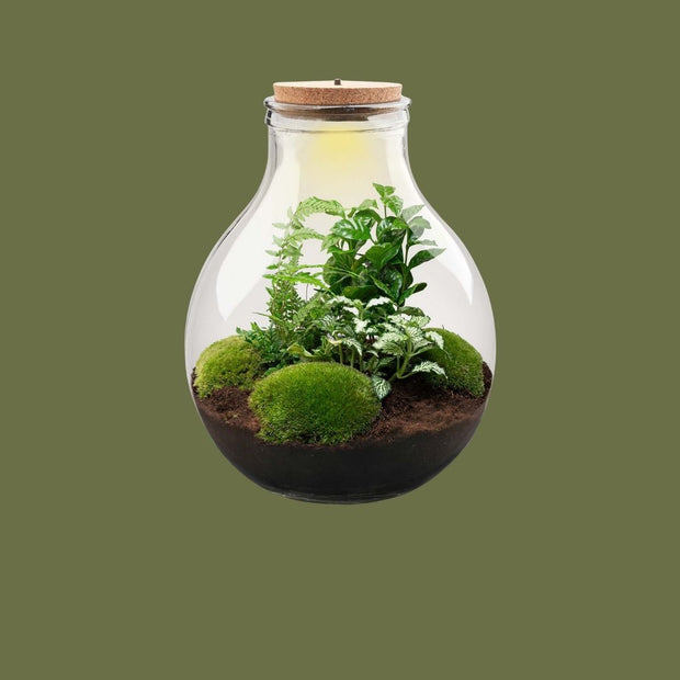 DIY terrarium