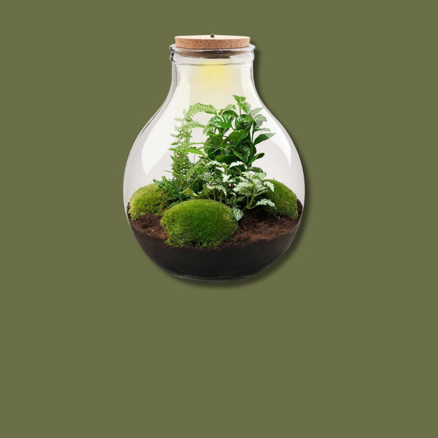 DIY Terrarium