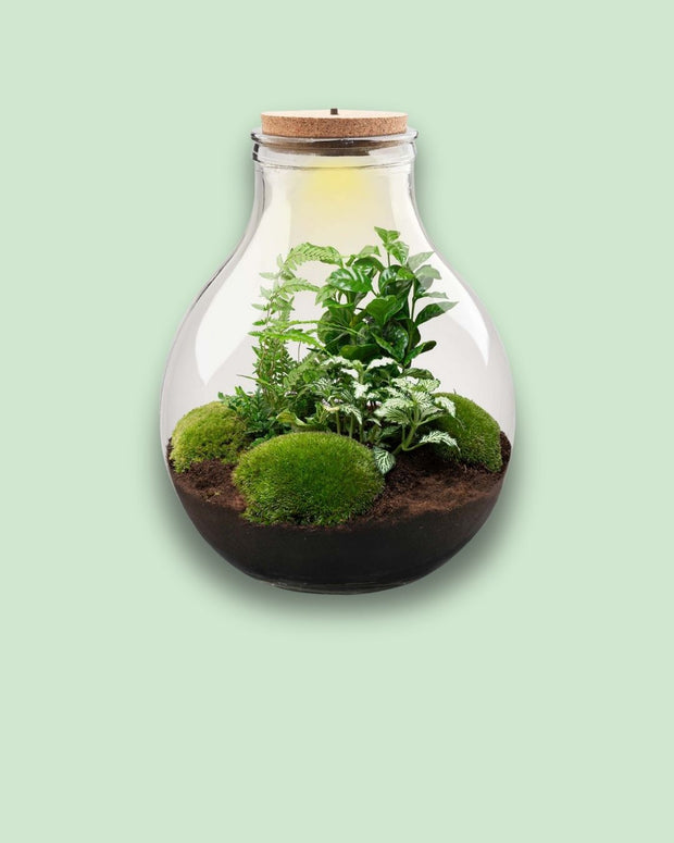 DIY Terrarium