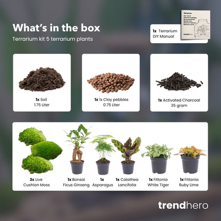 Flaschengarten Paket - 5 Pflanzen - Nachfüll & Starterpaket DIY - Pflanzenterrarium Nachfüllset