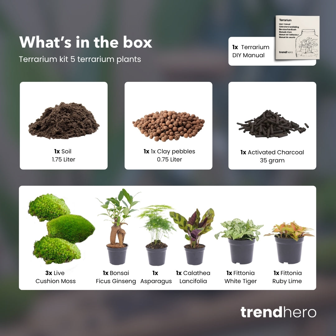 best soil for terrarium plants 5 Terrarium plants - Plant Terrarium Refill & Starter kit