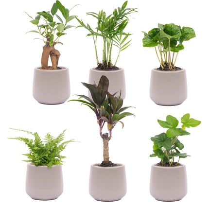 Set de mini plantas 6 - con 6x maceta Joey gris mate