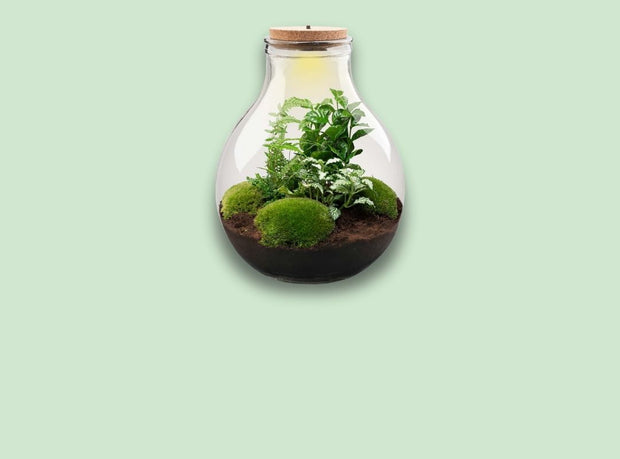 DIY Terrarium