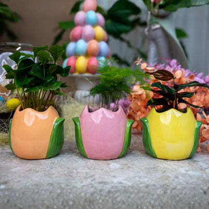 Easter plant pot set - Tulip pots with mini plants - Set of 3