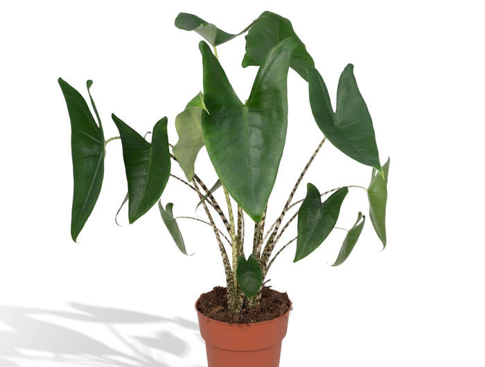 Alocasia Zebrina zimmerpflanze