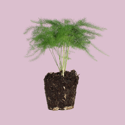 Asparagus Plant - Potmaat 6 cm - 15-20 cm Hoog