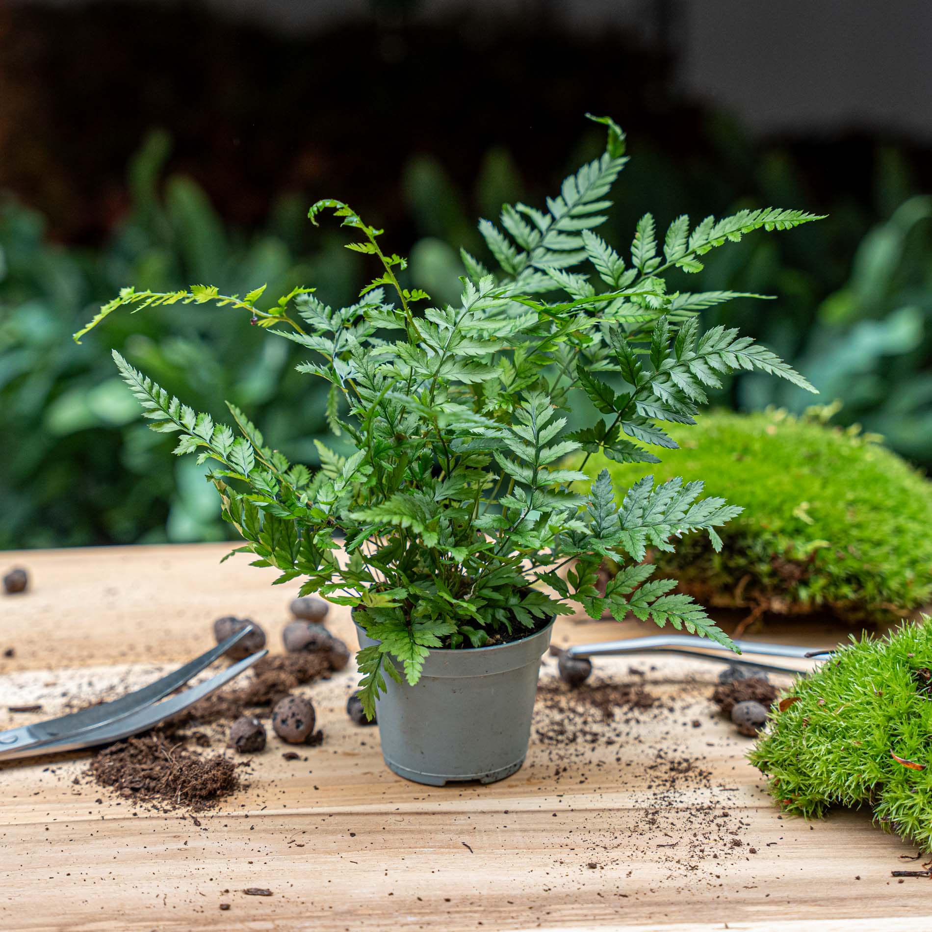 terrarium fern plants Fern - Athyrium spicatum