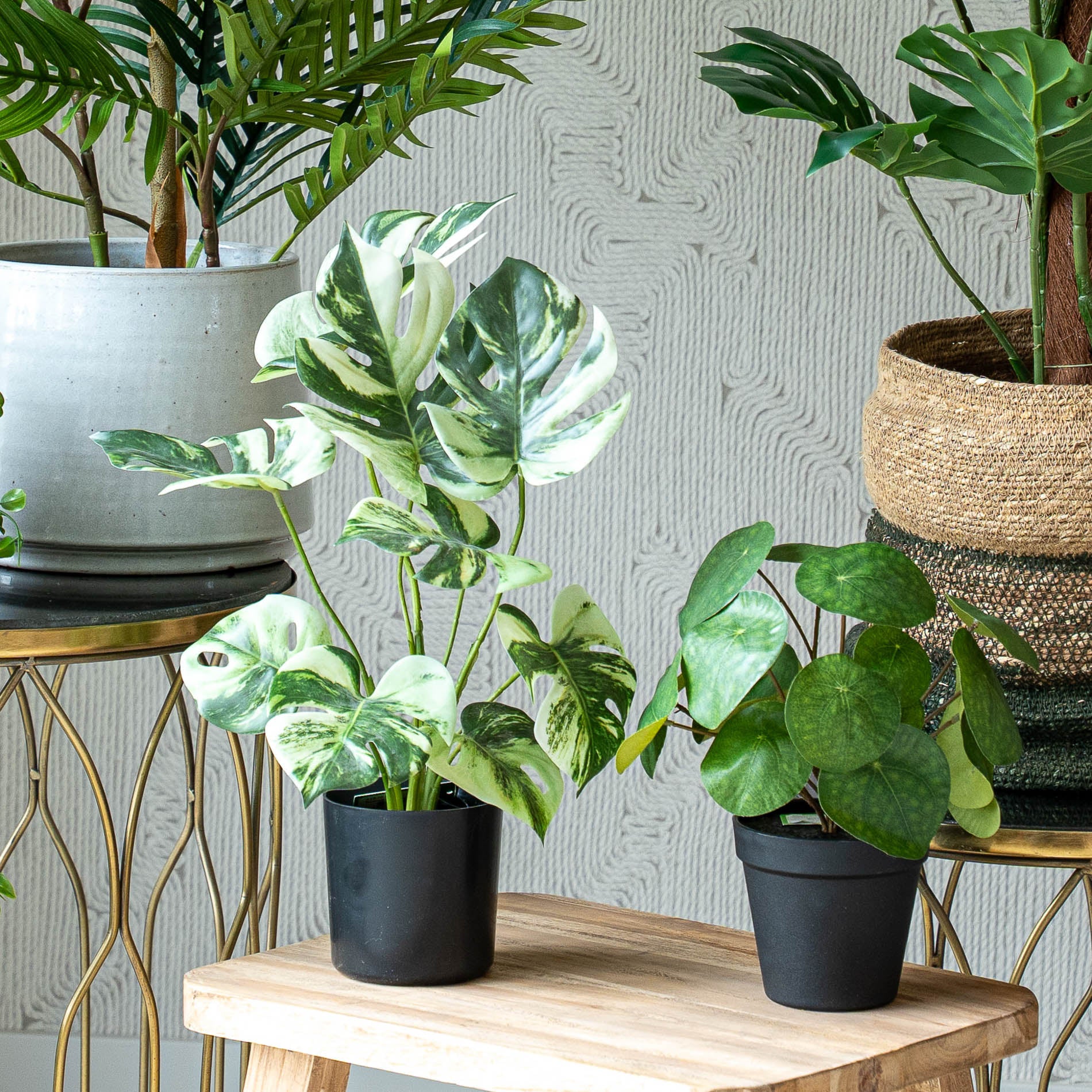 zimmerpflanzen urban jungle Urban Jungle L 5er-Set