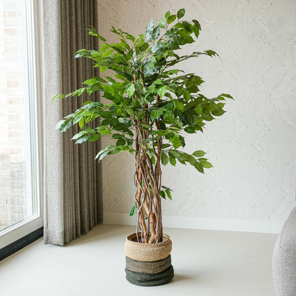 Ficus Deluxe Set - 2 Stück - Bündelprodukt - Kunstpflanzen
