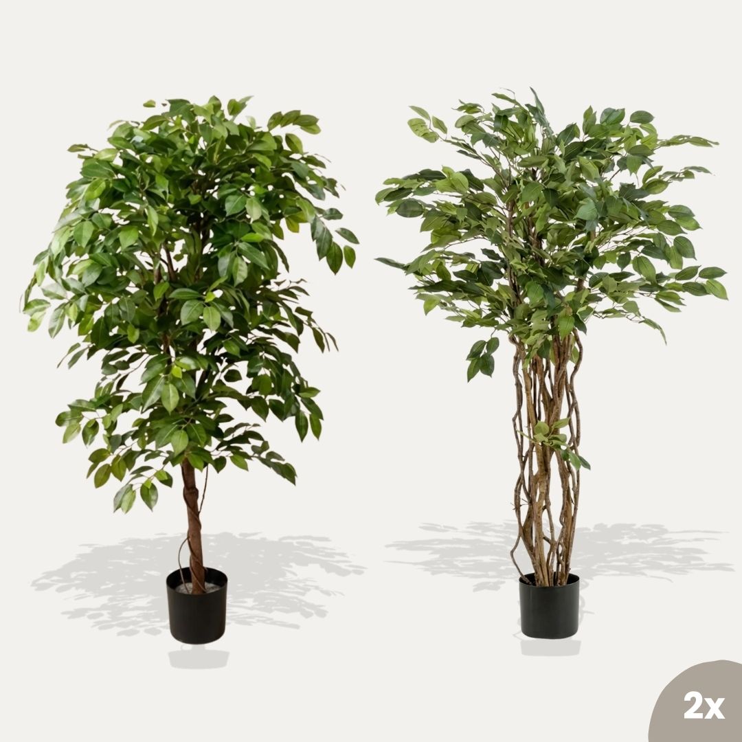 Ficusbaum 2er-Set