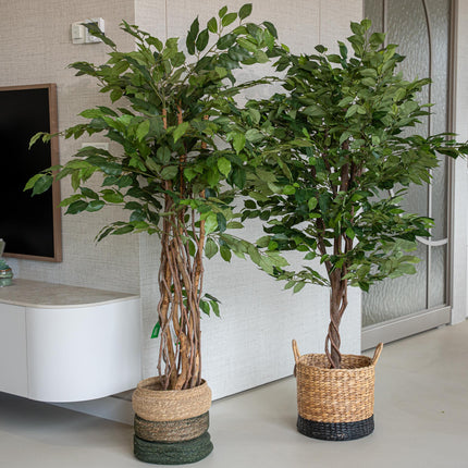 Ficus Deluxe Set - 2 Stück - Bündelprodukt - Kunstpflanzen
