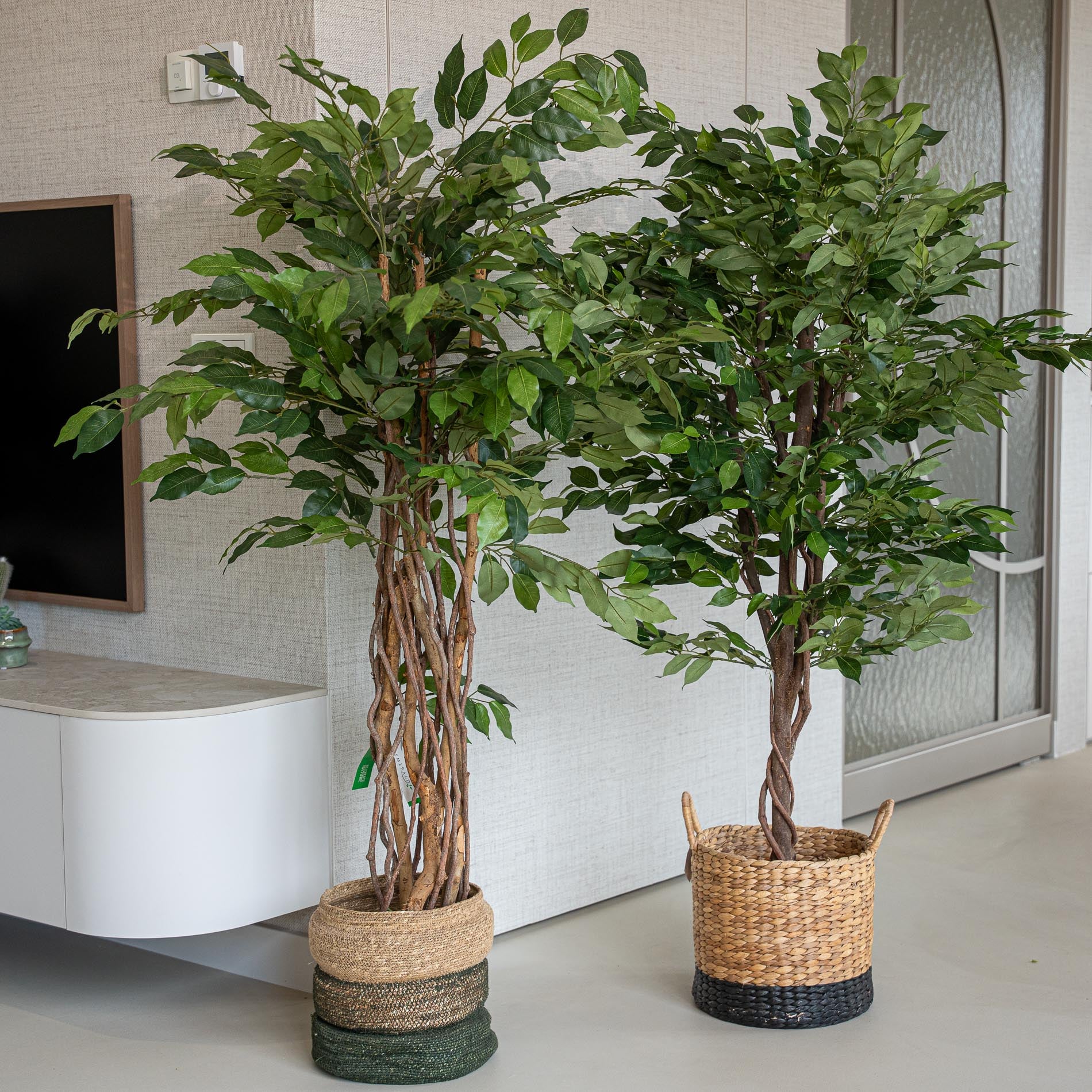Ficusbaum 2er-Set