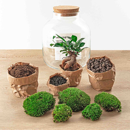 Planten terrarium • Billie Bonsai • Ecosysteem met Ficus Bonsai • ↑ 29 cm • DIY