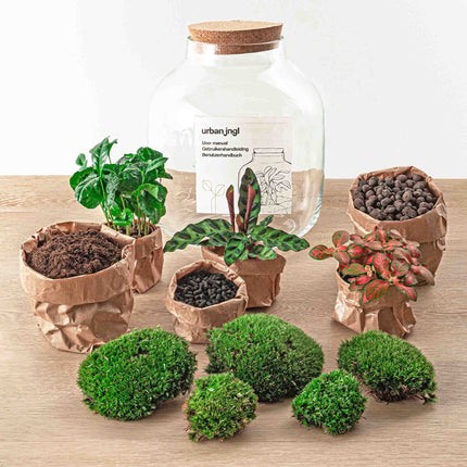 Terrarium DIY Kit • Billie Botanical • Ecosystem with plants • ↑ 30 cm