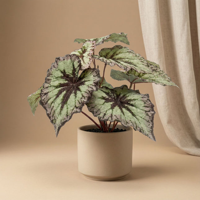 Begonia 26 cm – In pot – Grijs-paarse bladeren – Kunstplant – UV-bestendig – Binnen & buiten