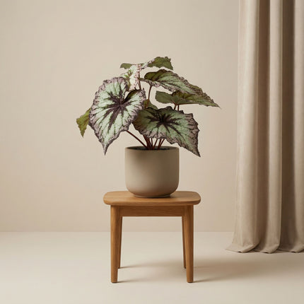 Begonia 26 cm – In pot – Grijs-paarse bladeren – Kunstplant – UV-bestendig – Binnen & buiten