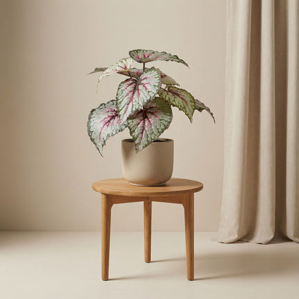 Begonia kunstplant – 26 cm – In pot – UV-bestendig