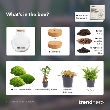 Bolder Bob Bonsai - Planten Terrarium met licht - DIY kit - Ecosysteem plant - Ø 31 cm ↑ 30 cm