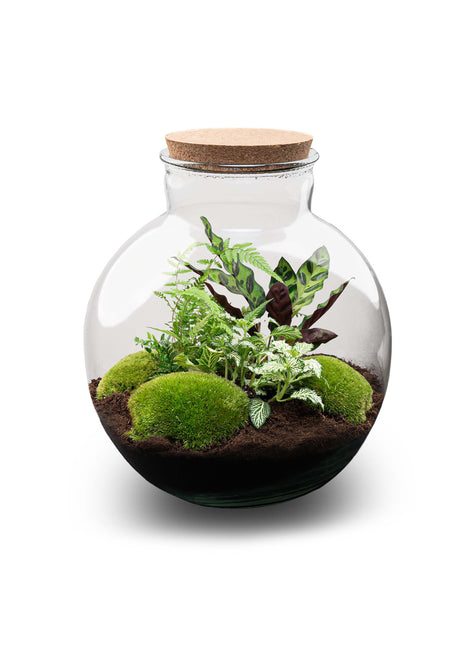 Terrarium DIY Kit - Bolder Bob - Bottle Garden - ↑ 30 cm