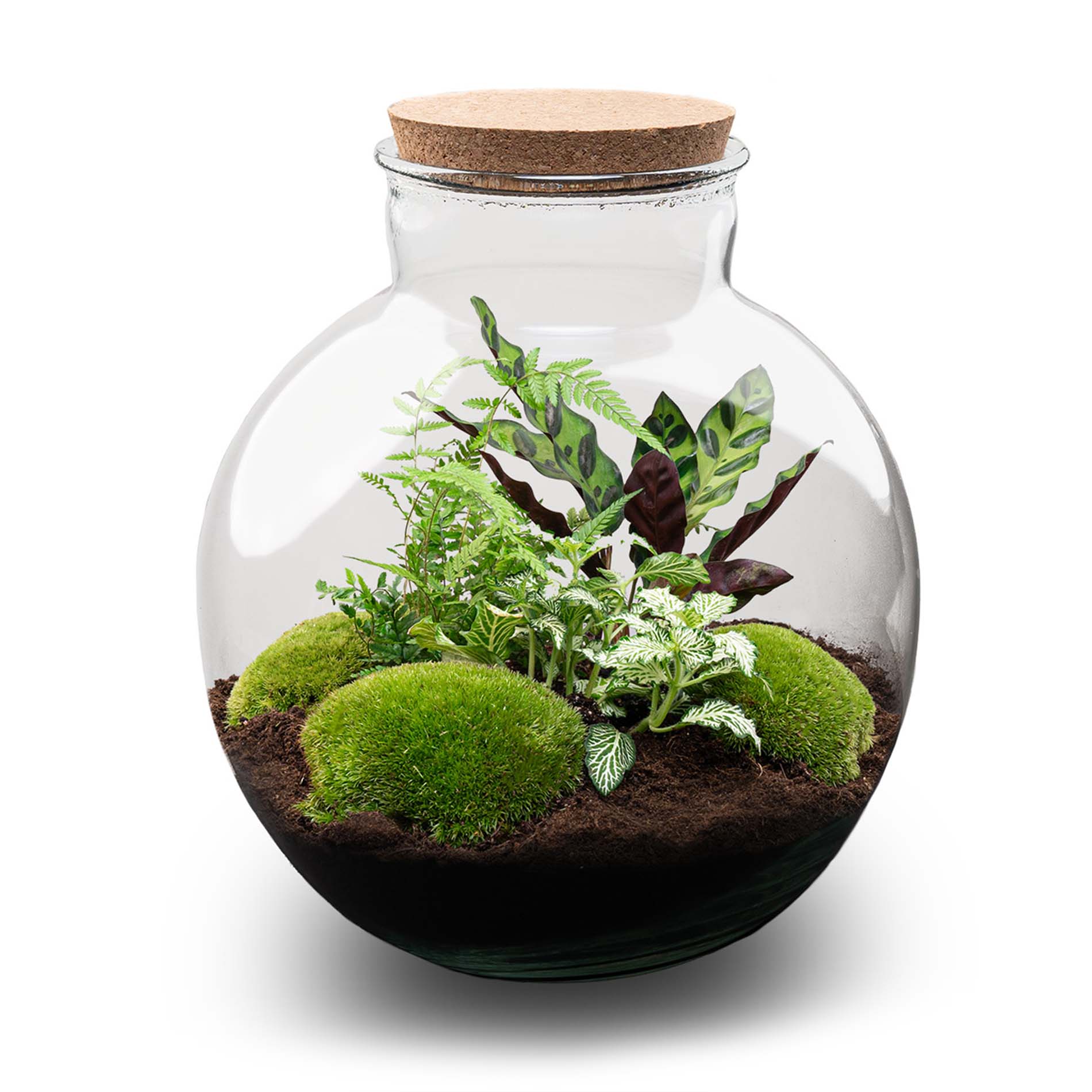 planten terrarium groot Terrarium DIY Kit - Maak je eigen mini-ecosysteem