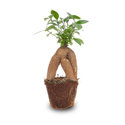 Ficus microcarpa ginseng bonsai - ↑20 cm